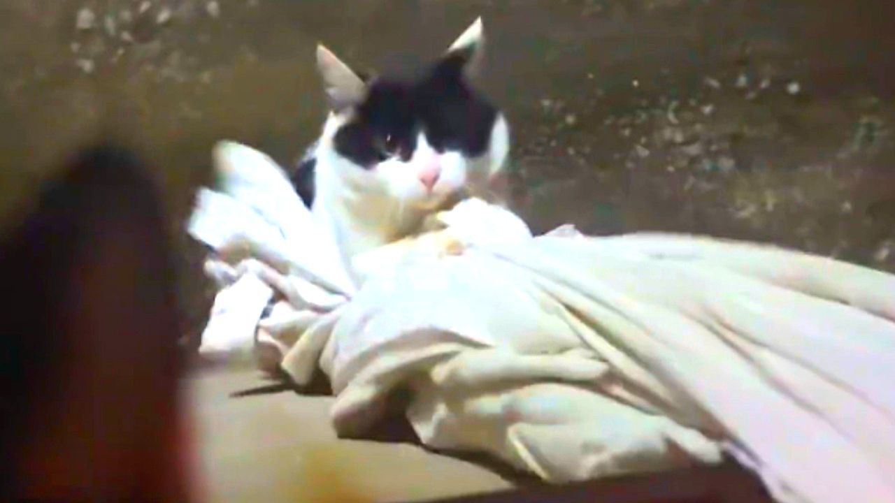 Rapunzel-Cat: Clever house cat climbs up cloth to the window