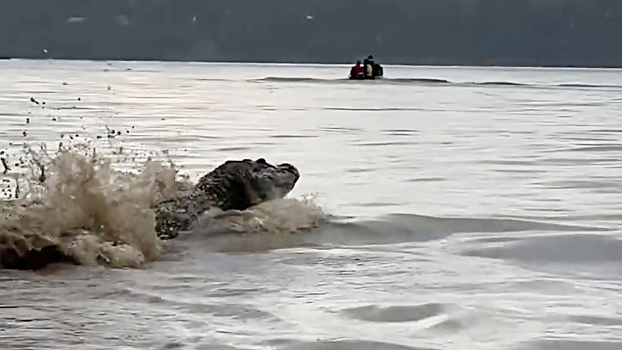 Terrified tourists scream as giant caimans surround boat in Brazil