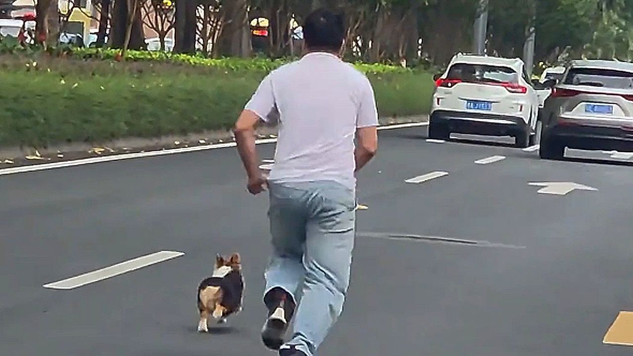Flinker-Corgi-Hundebesitzer-jagt-mitten-im-Verkehr-seinem-Vierbeiner-hinterher