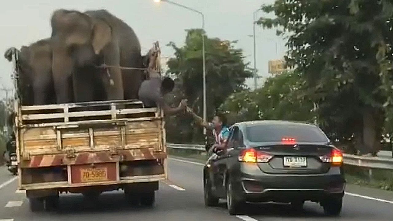 Kind-hearted commuter gives bananas to elephants in back of flatbed truck