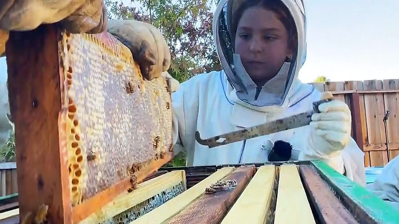 9-year-old California beekeeper fights back after Santa Rosa City Hall tries to remove his hives