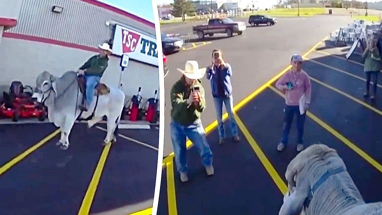 Video: Officer finds man riding bull outside Ohio Walmart, joins him for photo