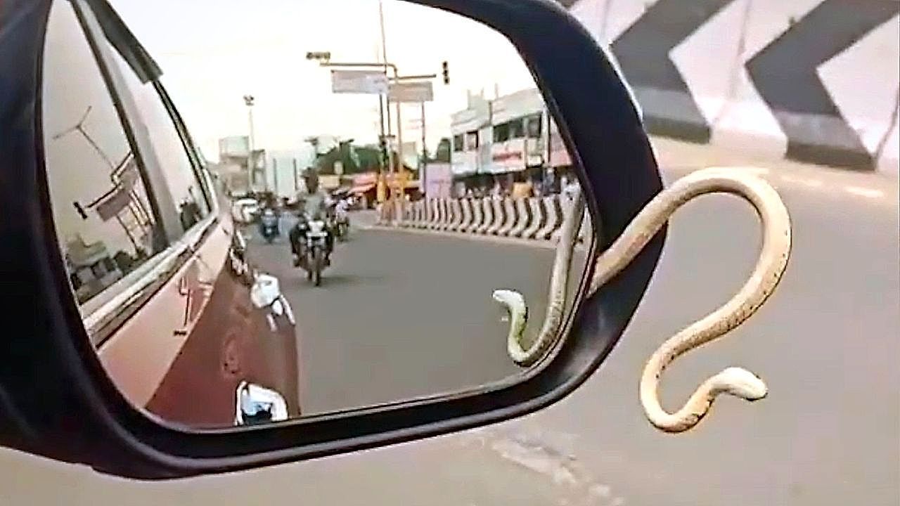 Video: Driver stunned as snake emerges from car mirror