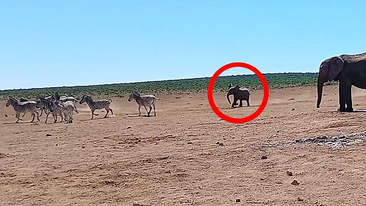 Herd of zebra chased away from waterhole – by adorable baby elephant