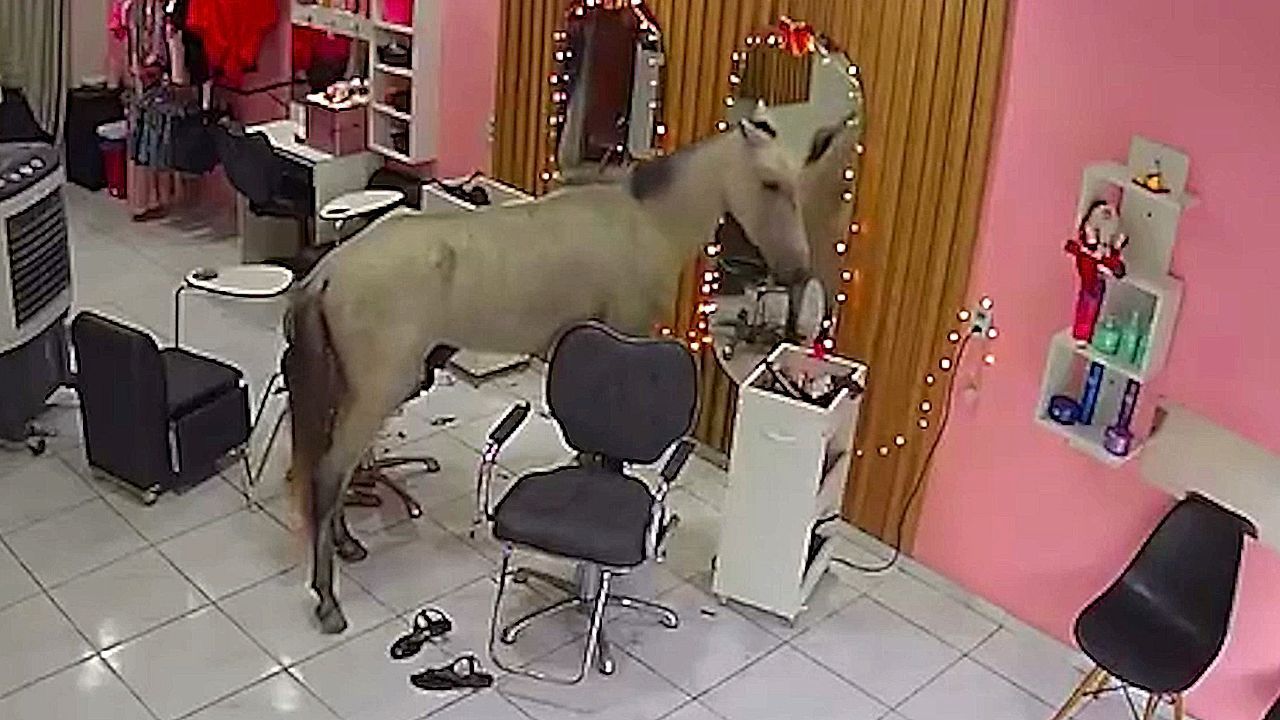 Tierischer-Kunde-Neugieriges-Pferd-verirrt-sich-in-Sch-nheitssalon