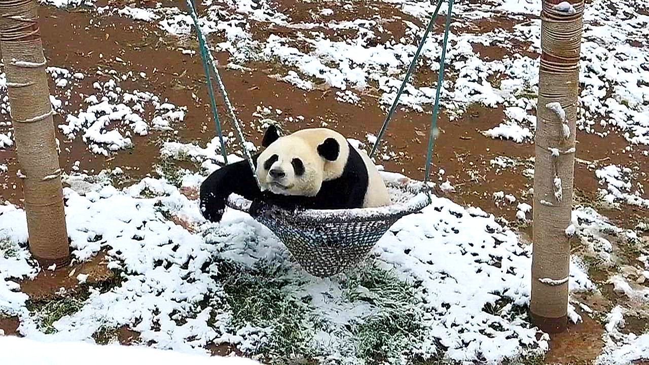 Playful pandas turn Chinese wildlife park into snowy playground