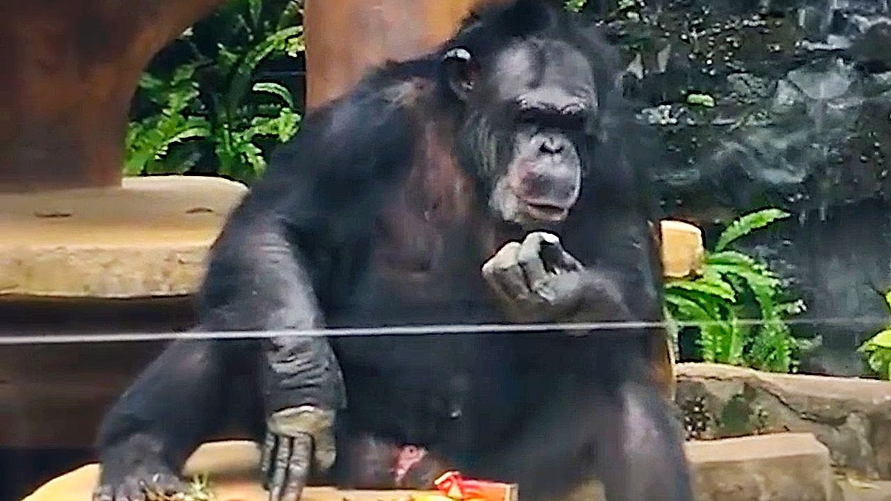 Video: Visitors to a Chinese zoo are amazed to see a monkey smoking