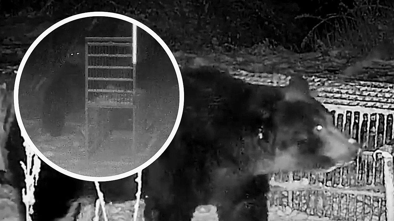 Video: Falle ausgeschaltet: Schlauer Bär hält Jäger zum Narren