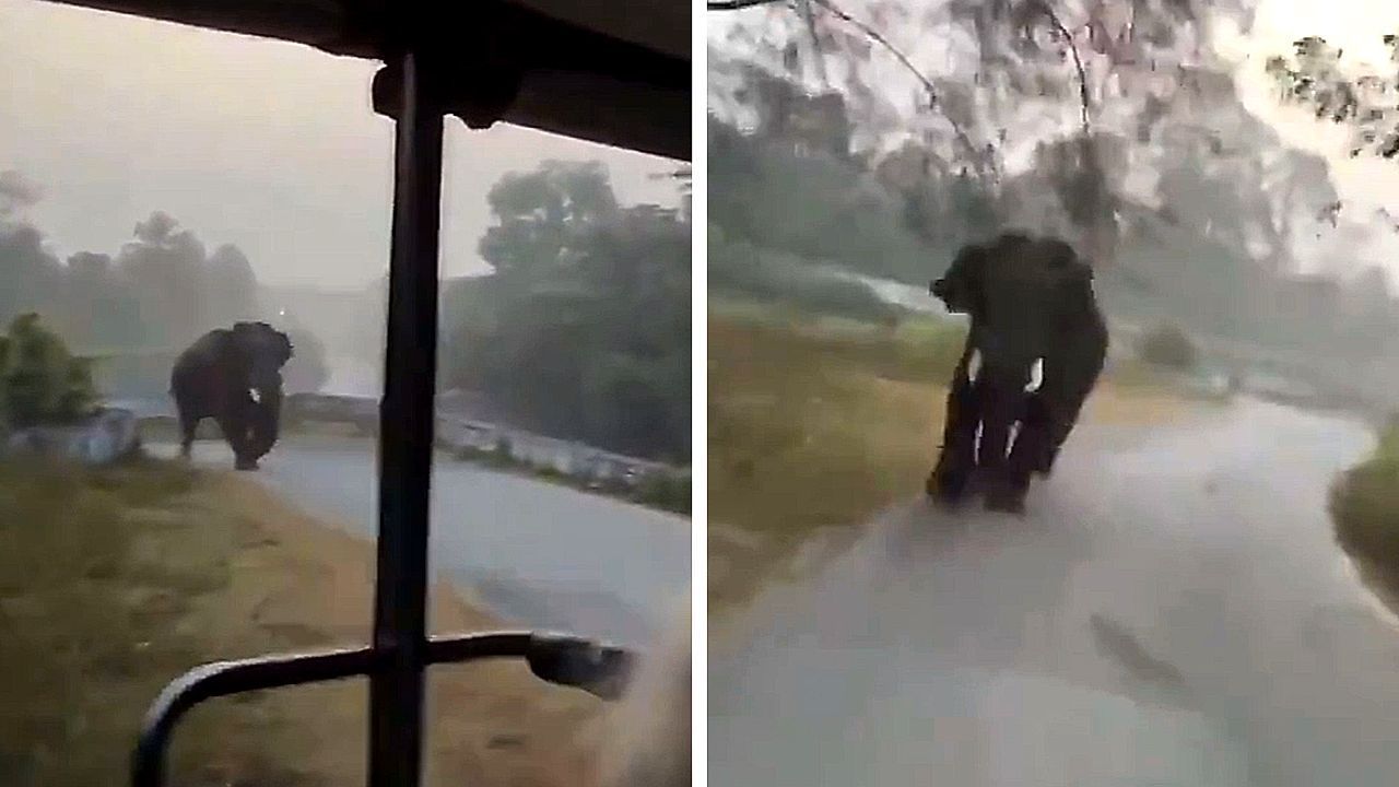 Dickhäuter schlecht gelaunt: Wütender Elefant attackiert Safari-Truck