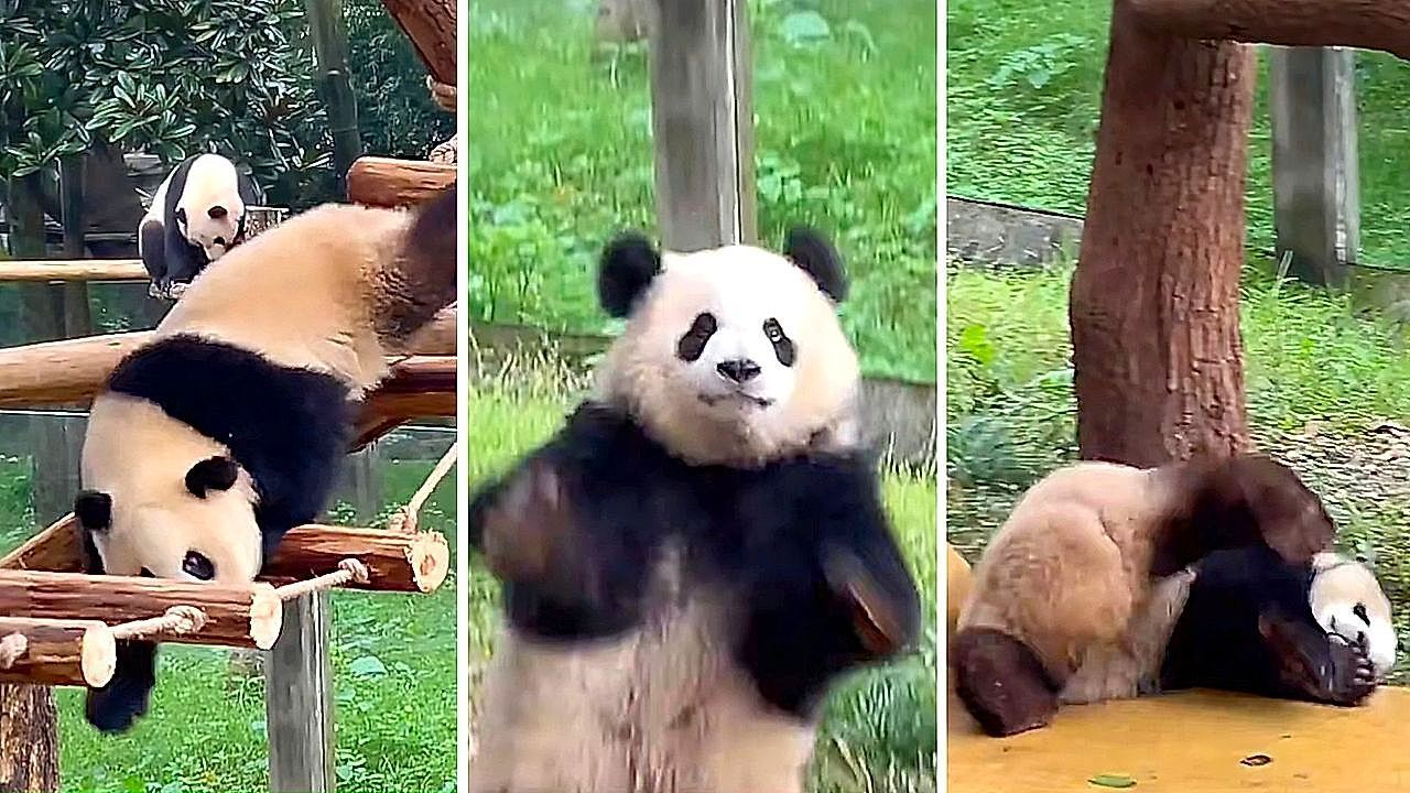 Hilarious-embarrassment-This-panda-suffers-a-comical-fall