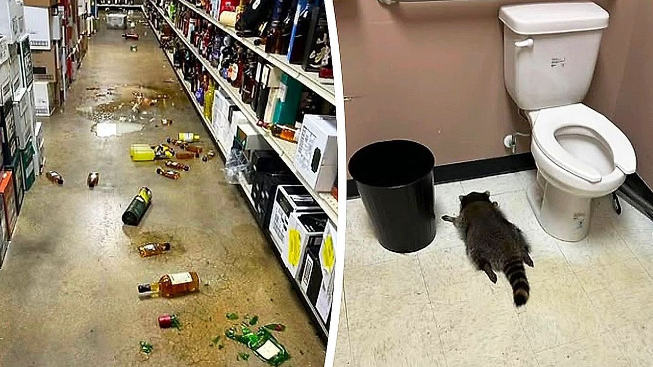 Pelziger Partygast: Waschbär bricht in Spirituosenladen ein – und schaut zu tief ins Glas