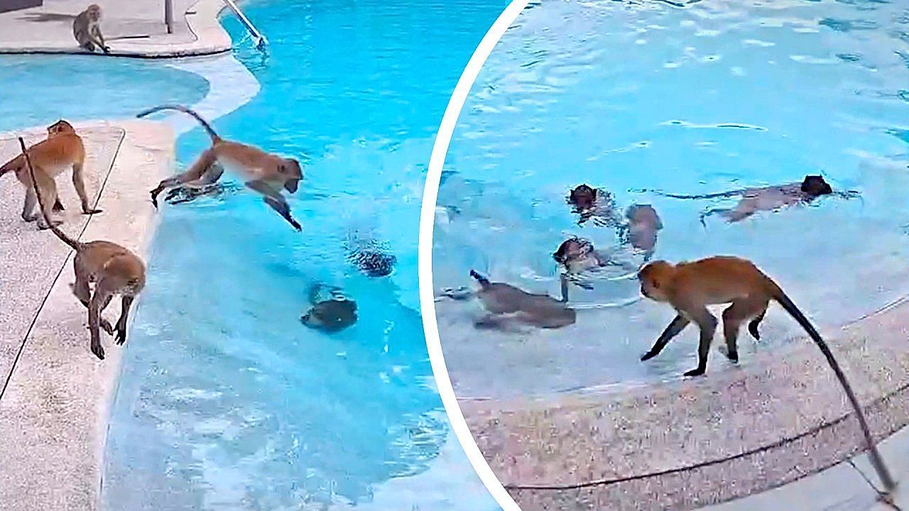 Tierische-Invasion-Dutzende-Affen-kapern-Hotel-Swimmingpool