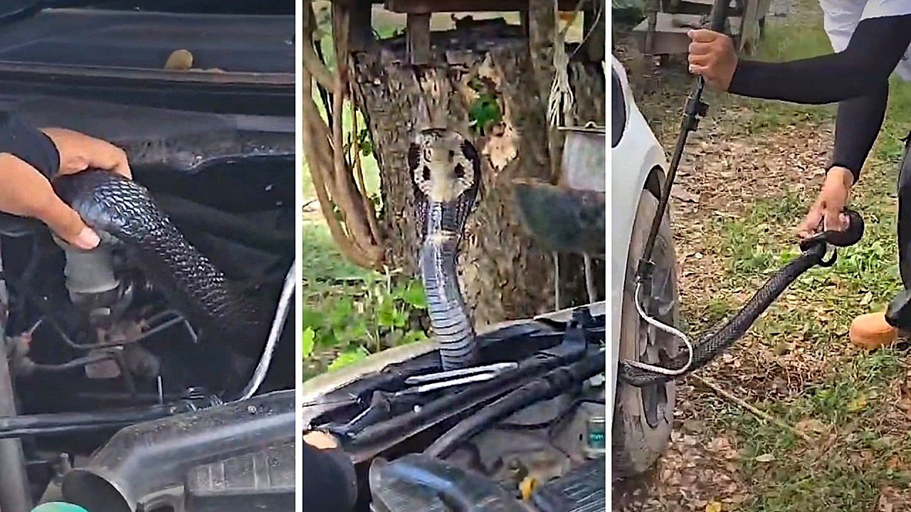 Video: Engine check turns into a high-stakes rescue