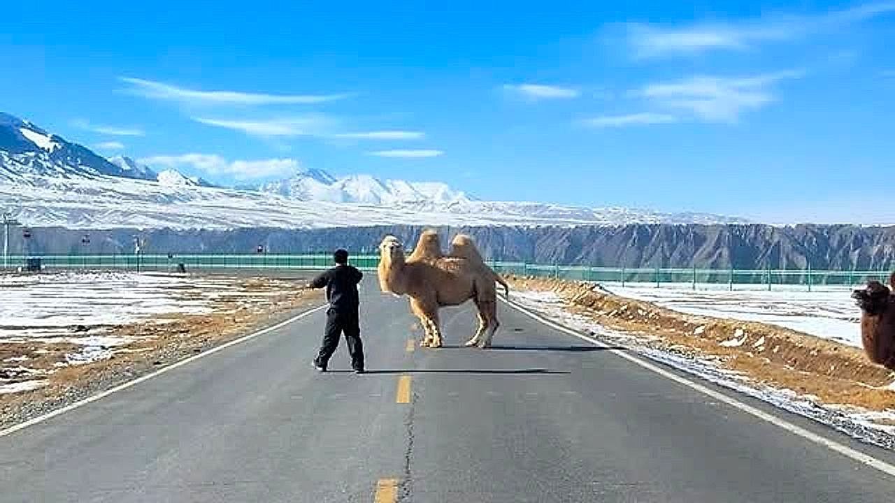 Video: Calm camel brings traffic to a standstill