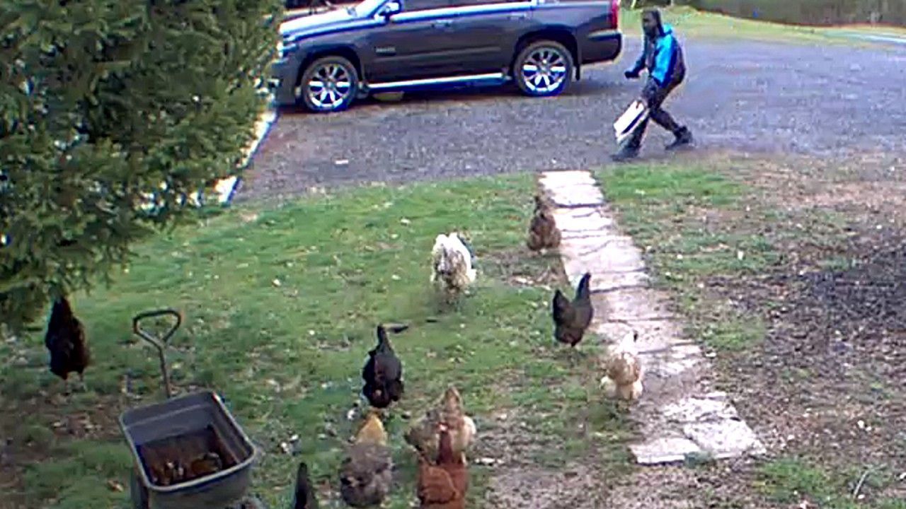 Video: Amazon delivery driver confronted by chicken army