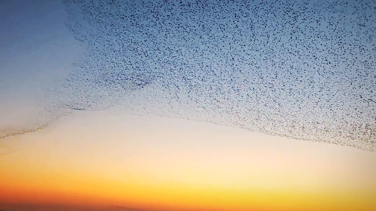 Video: Thousands of migratory birds create stunning murmuration in China