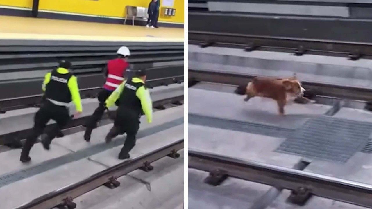 Officers chase dog pursuing a cat on the subway tracks in Ecuador