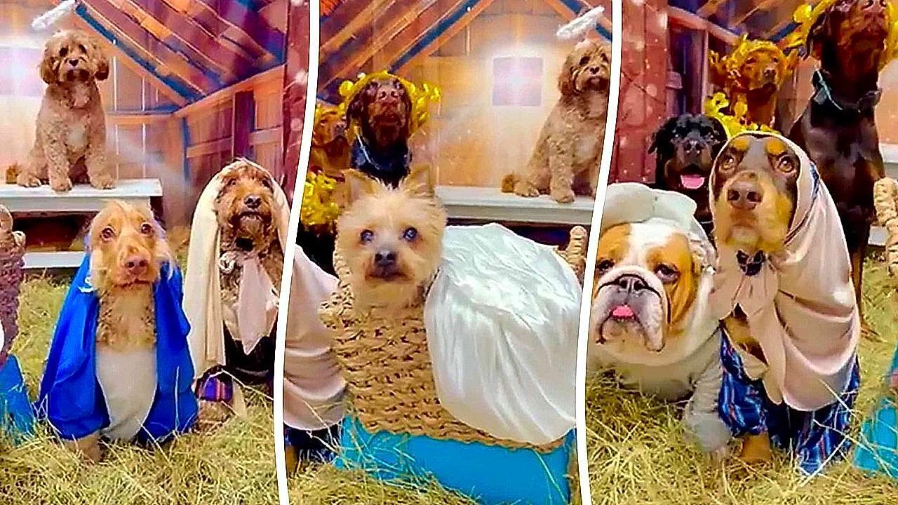 Video: Hilarious moment pups recreate nativity scene at Doggy daycare