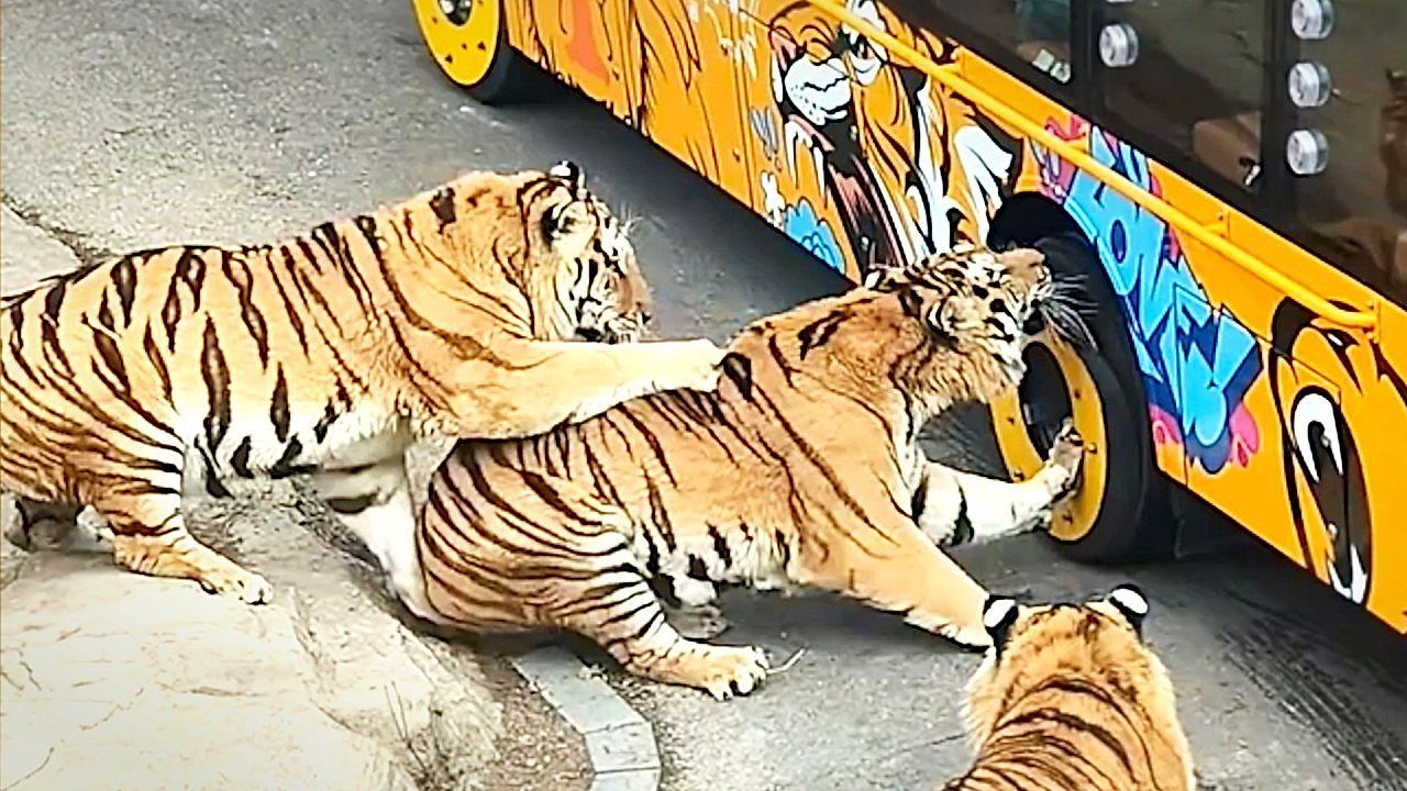 Tiger-bei-t-in-Reifen-Artgenosse-stoppt-Attacke-auf-Safari-Bus