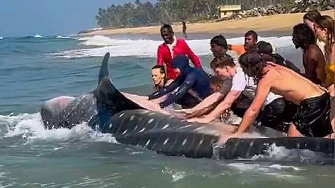 Video: Strandbesucher packen gemeinsam an: Riesiger Walhai in Indien gerettet