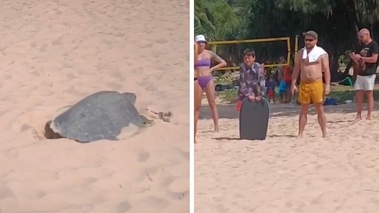 Video: Sea turtle lays eggs before stunned tourists on Thai beach