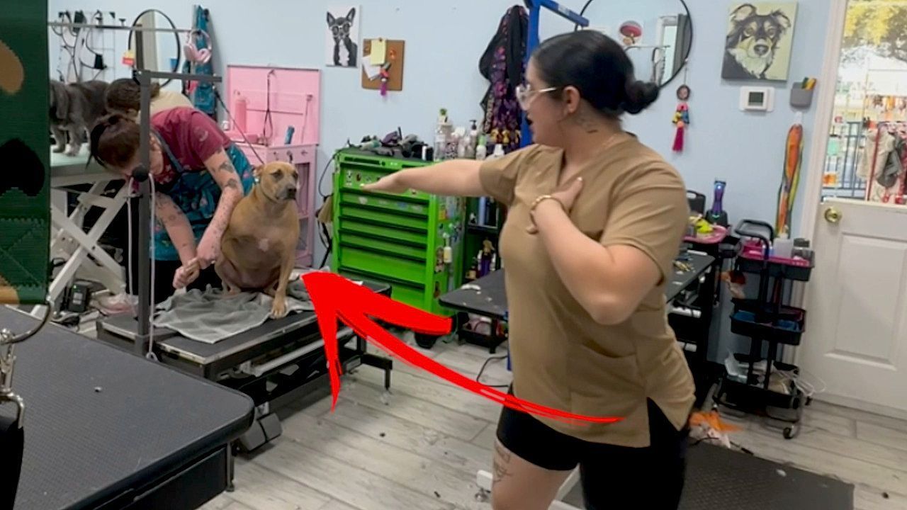 Schr-ge-Tanzeinlage-Hundefriseurin-lenkt-Hund-beim-N-gelschneiden-ab