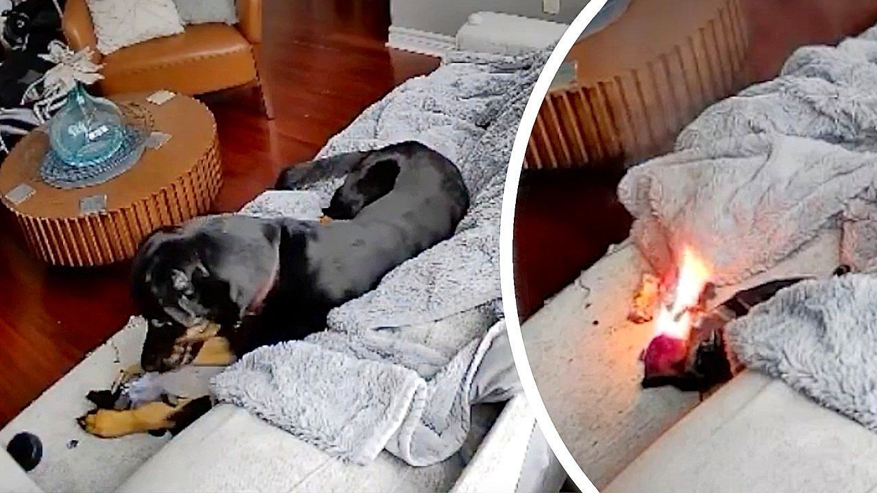 Video: CCTV: Dog playing with battery almost causes house to burn down