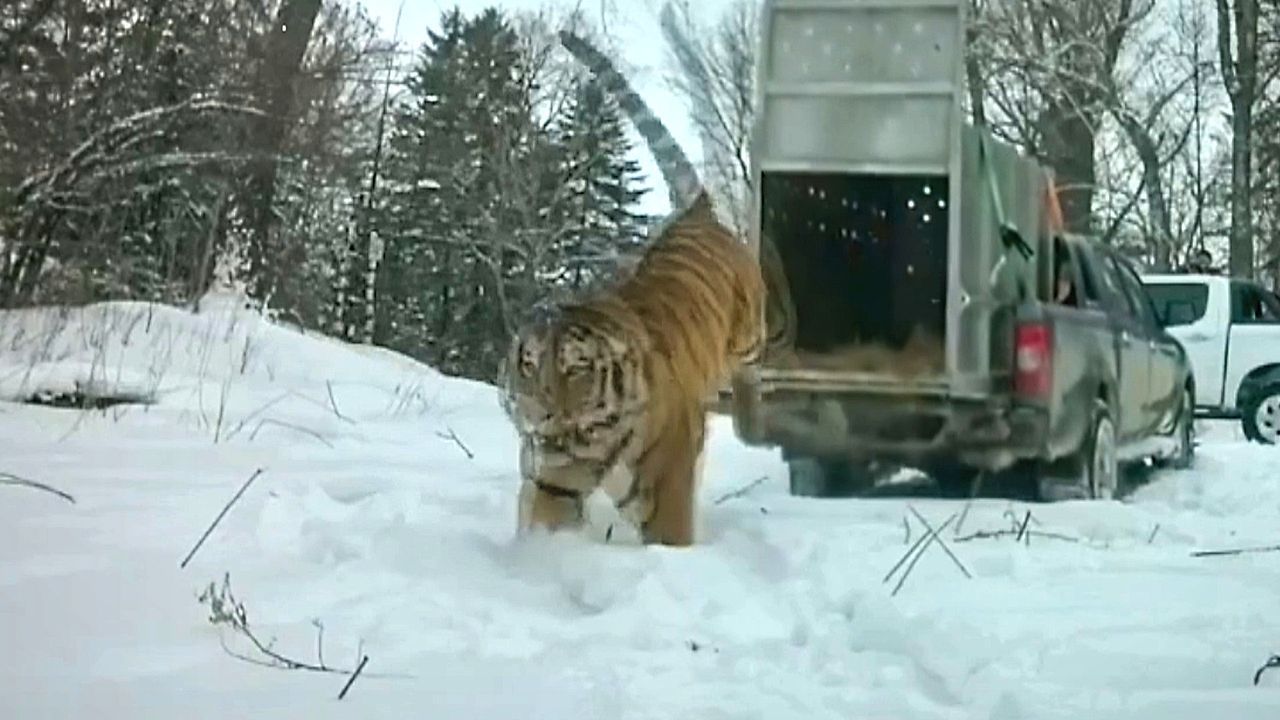Video: Huge Siberian tiger roars and charges into the wild after capture in Russia