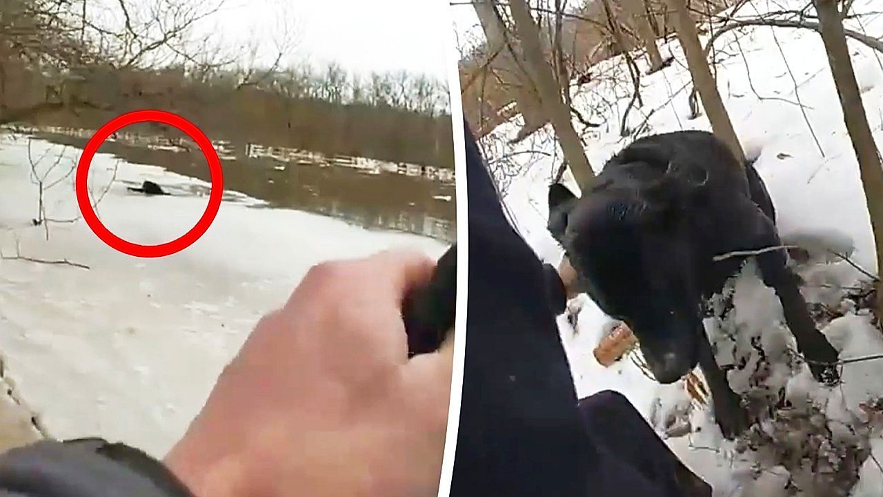 Video: Durchs Eis gebrochen: Polizisten retten Frau und Hund aus Kanal