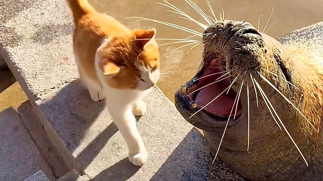 Video: Bei der Fütterung: Freche Katze geht Robben auf die Nerven