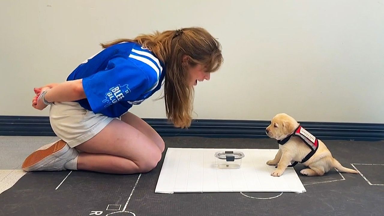 Video: Evolution im Wohnzimmer: Hunde verstehen uns immer besser ohne Worte