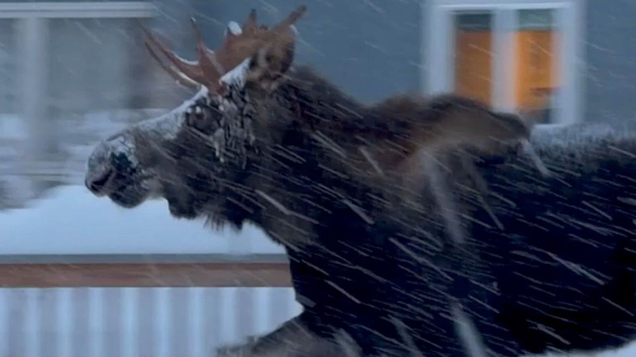 Schock-beim-Schneer-umen-Riesiger-Elch-berrascht-Anwohner-in-Alaska