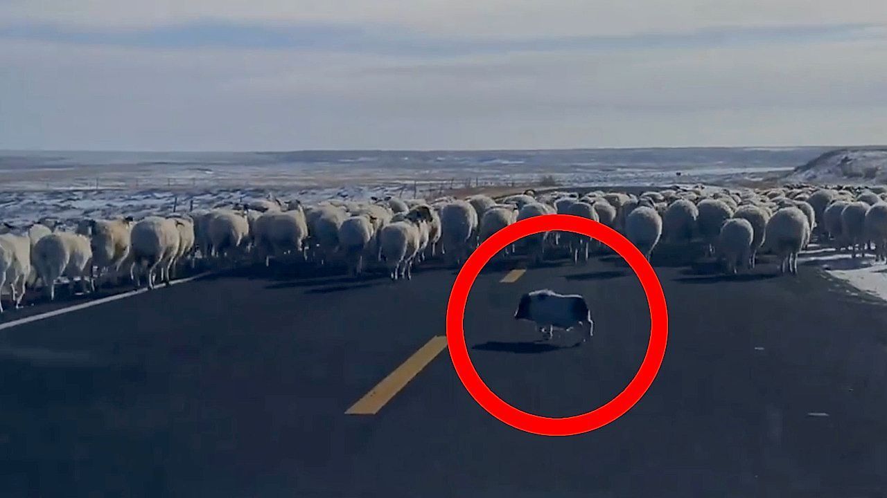 Ungew-hnlicher-Job-Schwein-treibt-Schafherde-ber-die-Stra-e