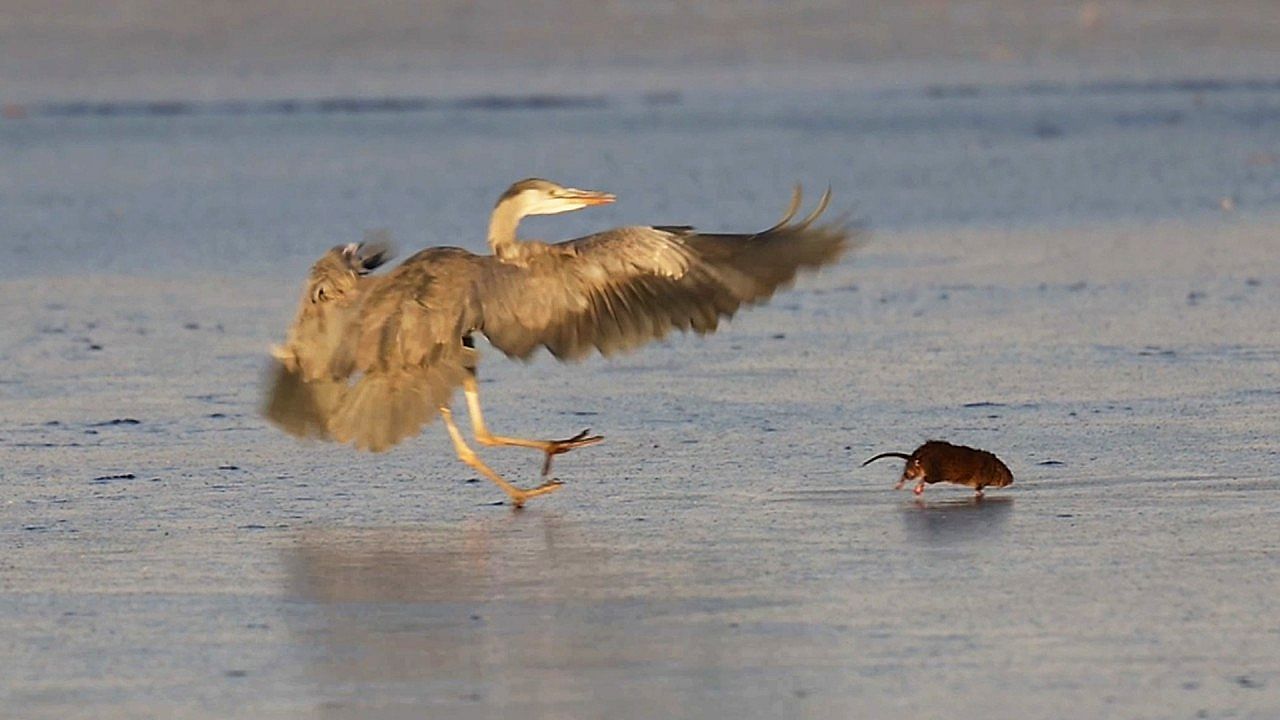 Video: Heron slips and accidentally spares water vole life in hunting fail