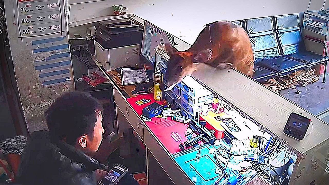 Sprung-ber-die-Theke-Hirsch-st-rmt-Handyladen