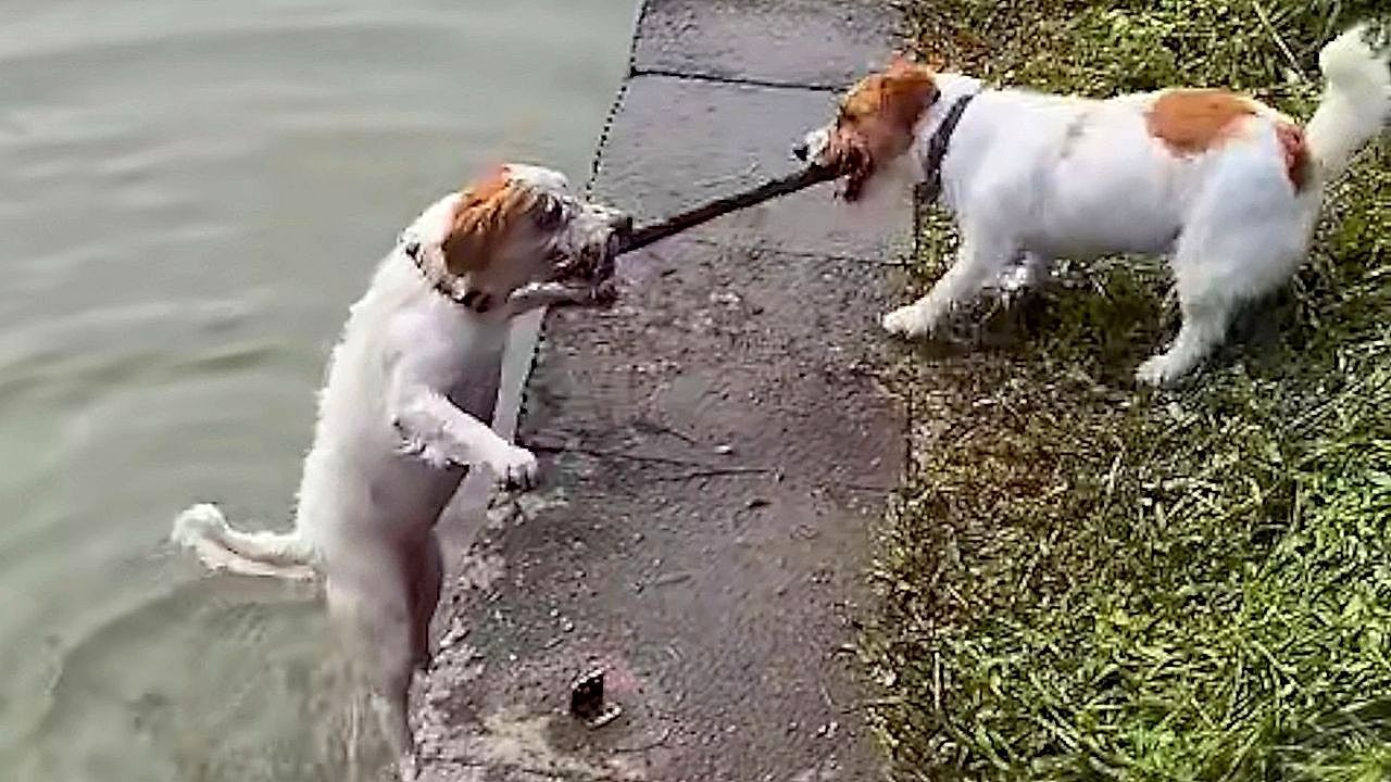 Video: Zusammenhalt: Hund rettet Freund mit Ast aus Fluss