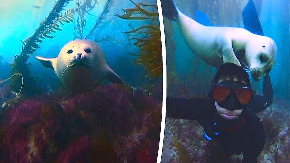 Auf Tuchfühlung: Wilder Seehund kuschelt mit Taucher