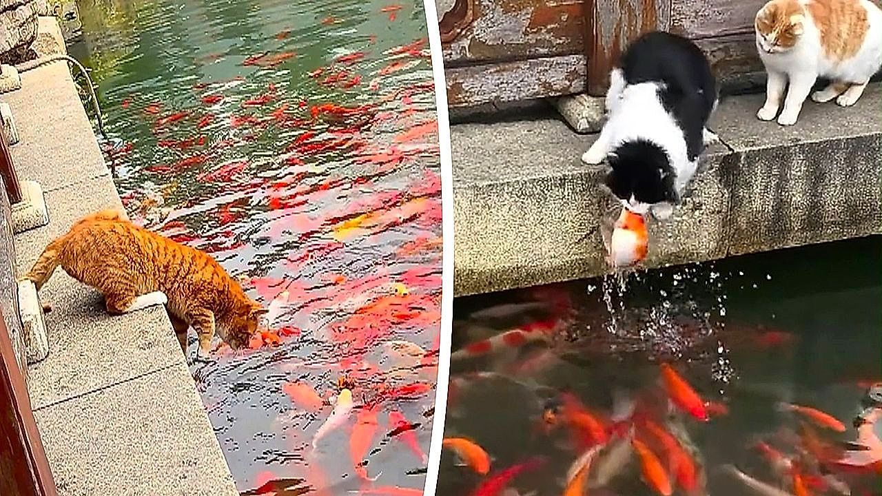 Park-visitors-stunned-as-stray-cats-turn-koi-pond-into-their-own-buffet