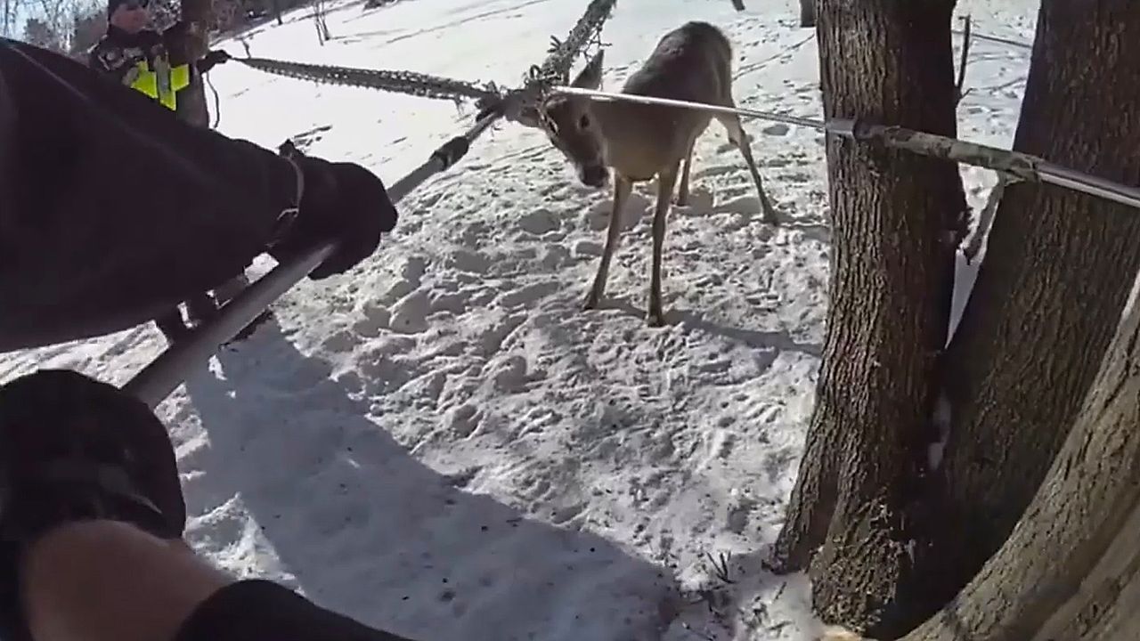 Video: Hirsch verfängt sich an Hängematte – Polizisten werden kreativ