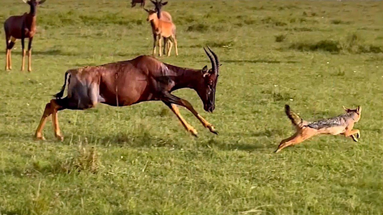 Video: Predators close in as mother antelope makes a desperate stand
