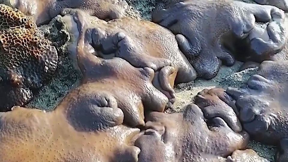 Rätselhafte Entdeckung: Strandbesucher findet seltsame Wesen an Küste