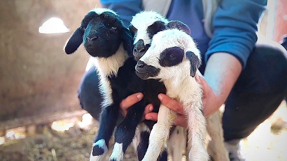 Sensation auf dem Bauernhof: Schaf bringt neun Lämmer zur Welt