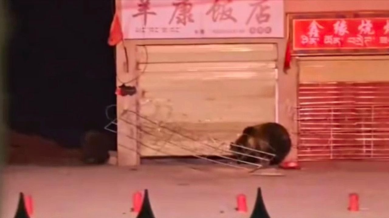 Video: Late night snack! Bear forces its way into shuttered restaurant