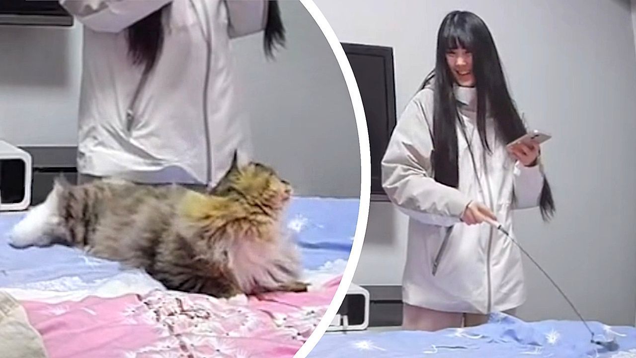 Video: Wilder Salto: Katze zeigt bei Spielzeug-Jagd akrobatische Sprünge