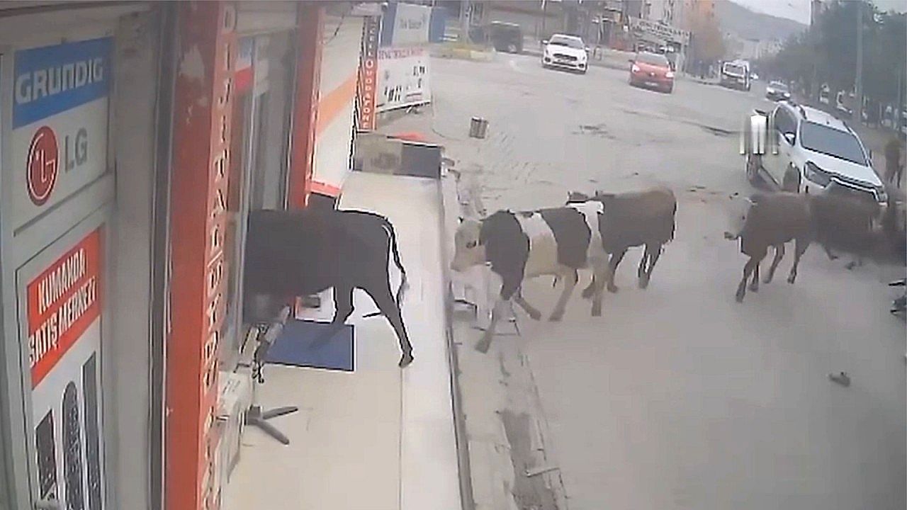 Video: Cows file into Turkey shop in strange single-file invasion