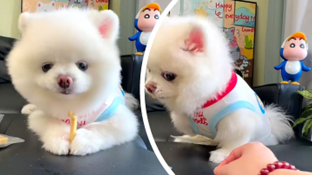 Video: Don't even touch it! A dog goes viral for its funny “side-eye”