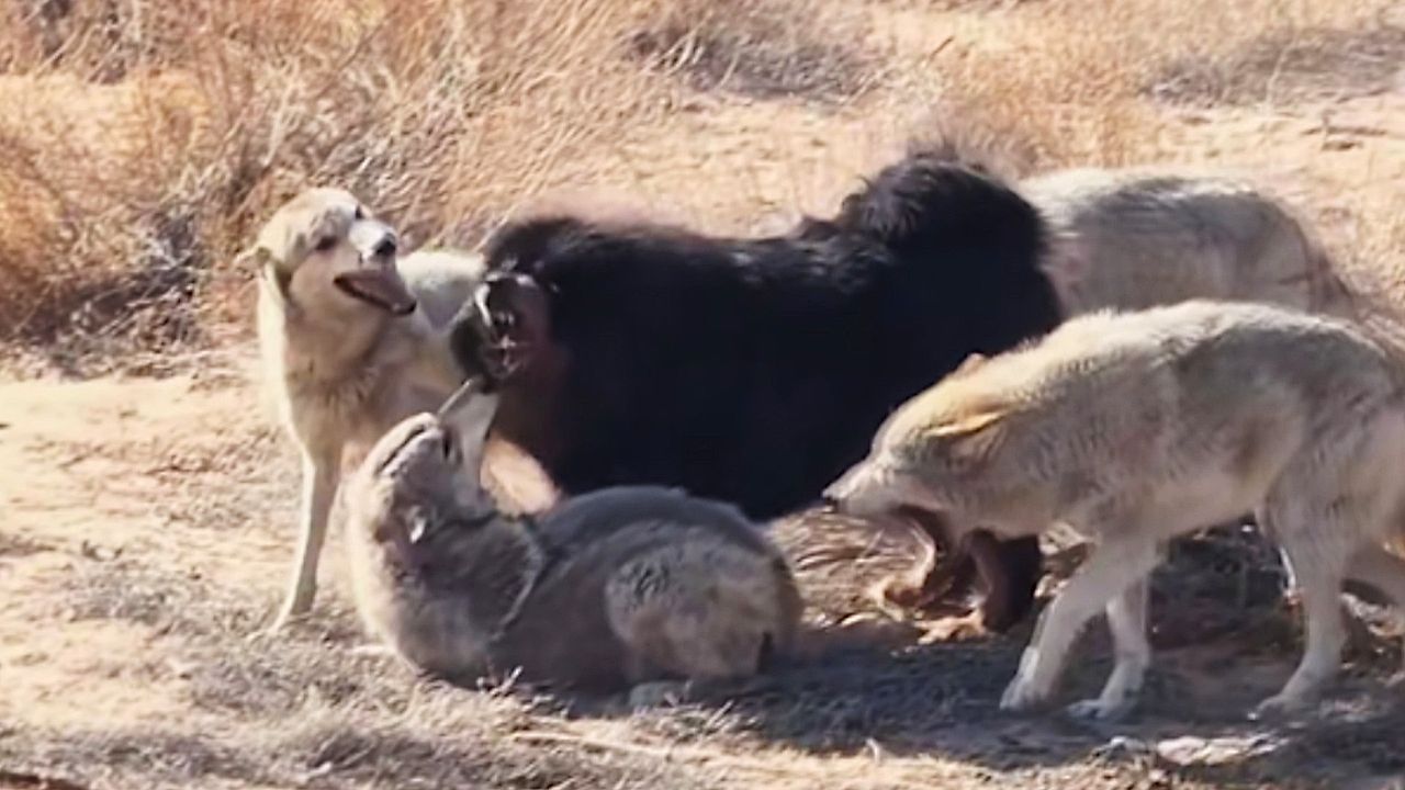 Video: Wolves circle mastiff in tense face-off