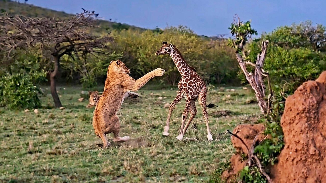 Video: Kampf ums Überleben: Giraffenbaby tritt nach Löwen