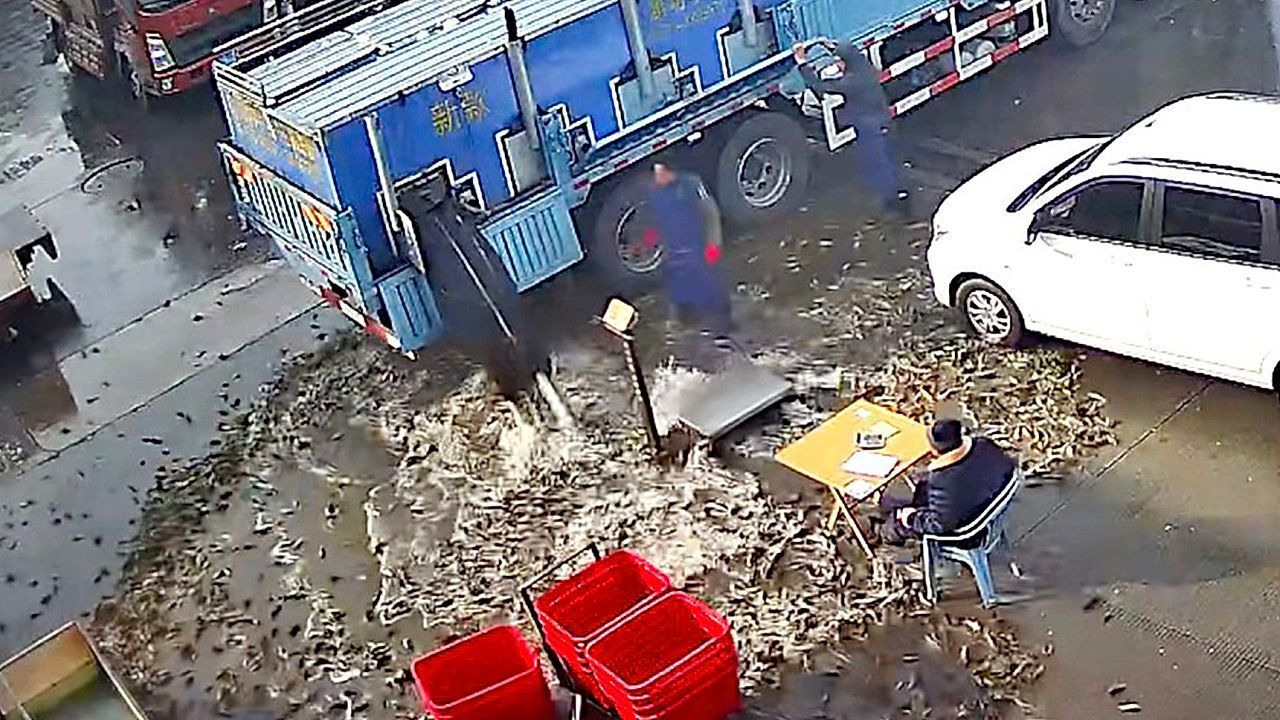 Video: Fischiges Desaster: Laster verliert glitschige Ladung
