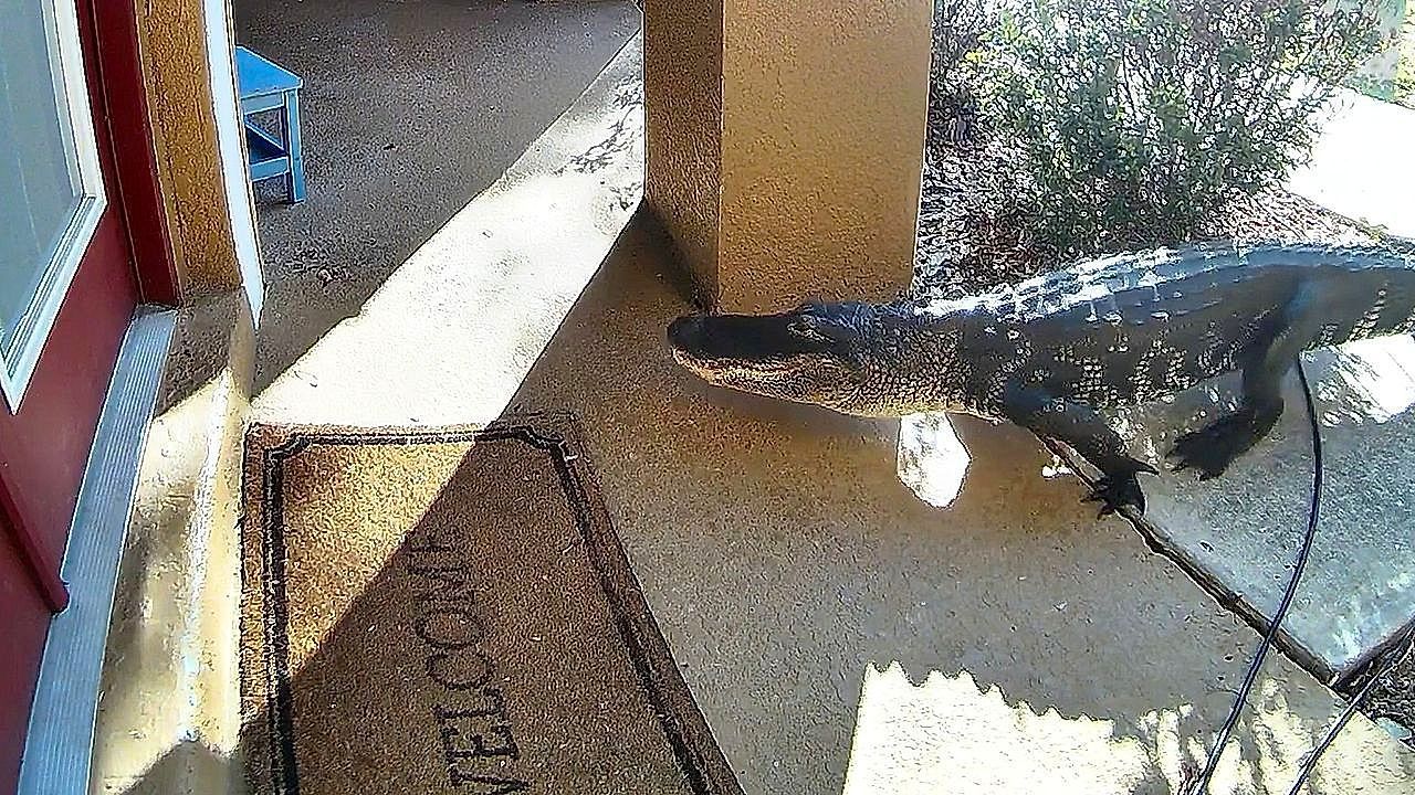 Video: Tierischer Besuch: Alligator macht es sich vor Haustür in Florida gemütlich